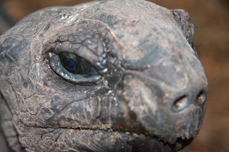 seychelles-la-digue-tortue-8  (©  Seychelles Booking)