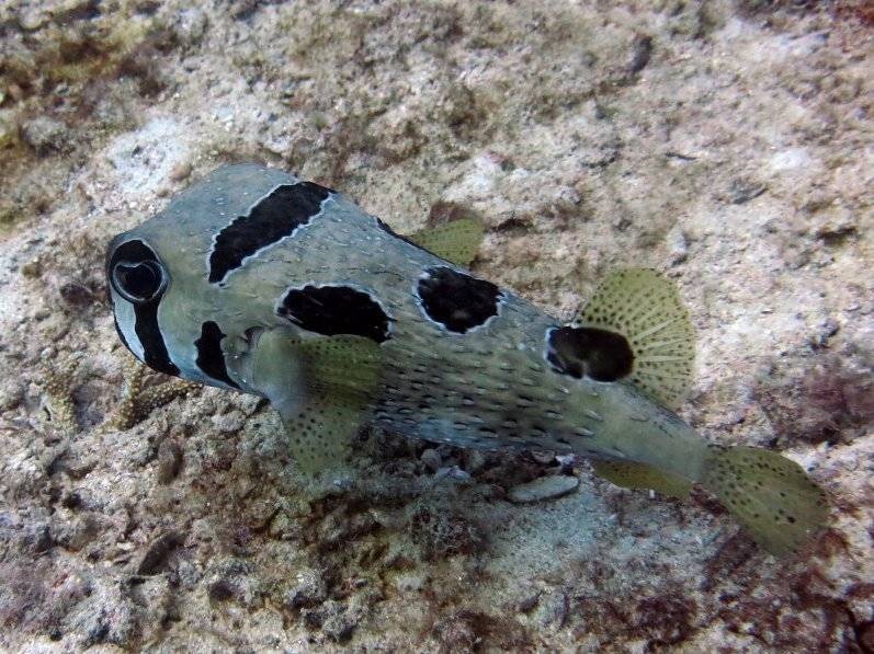 seychelles-mahe-blue-sea-divers-decouverte-19  (©  Seychelles Booking)