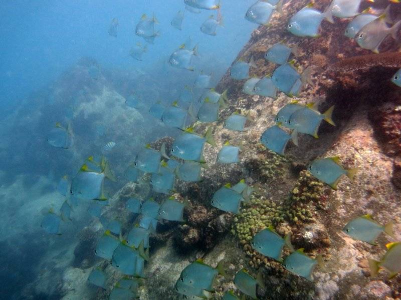seychelles-mahe-blue-sea-divers-decouverte-20  (© Blue Sea Divers / Blue Sea Divers - cours FFESSEM - CEDIP -  6 jours (niveau 3))