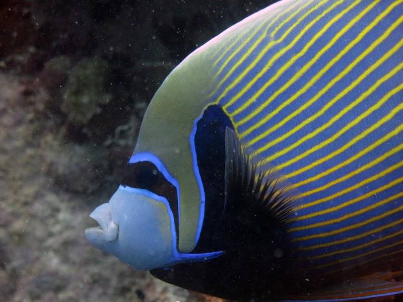 seychelles-mahe-blue-sea-divers-decouverte-21  (© Blue Sea Divers / Blue Sea Divers - cours FFESSEM - CEDIP -  6 jours (niveau 2))