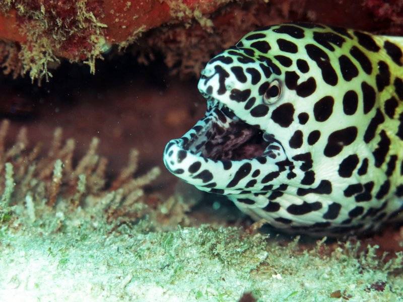seychelles-mahe-blue-sea-divers-decouverte-22  (© Blue Sea Divers / Blue Sea Divers - cours FFESSEM - CEDIP -  6 jours (niveau 2))
