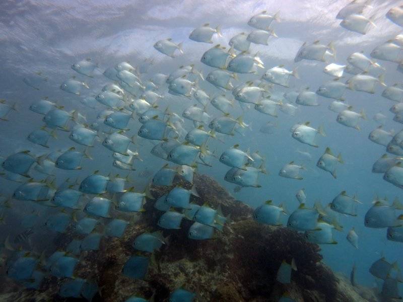 seychelles-mahe-blue-sea-divers-decouverte-24  (©  Seychelles Booking)