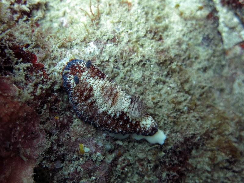 seychelles-mahe-blue-sea-divers-decouverte-26  (©  Seychelles Booking)