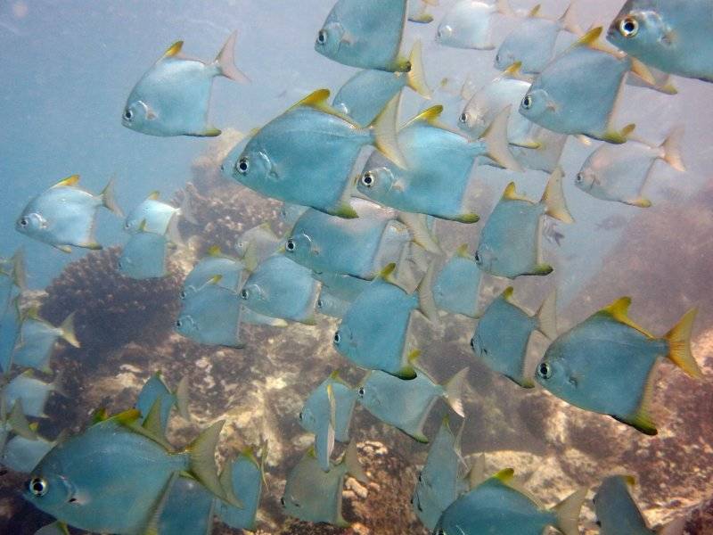 seychelles-mahe-blue-sea-divers-decouverte-27  (©  Seychelles Booking)