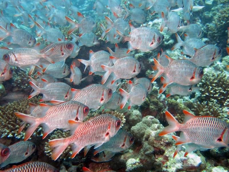 seychelles-mahe-blue-sea-divers-decouverte-36  (© Blue Sea Divers / Blue Sea Divers - cours FFESSM - CEDIP - 4 jours (niveau 1))